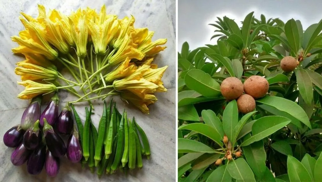 Annual Flowering Plants
