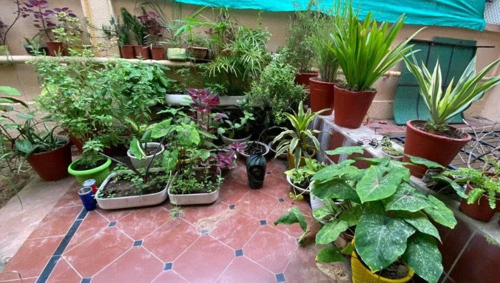 Kitchen Gardening