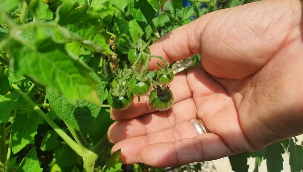Easiest Plants To Grow At Home