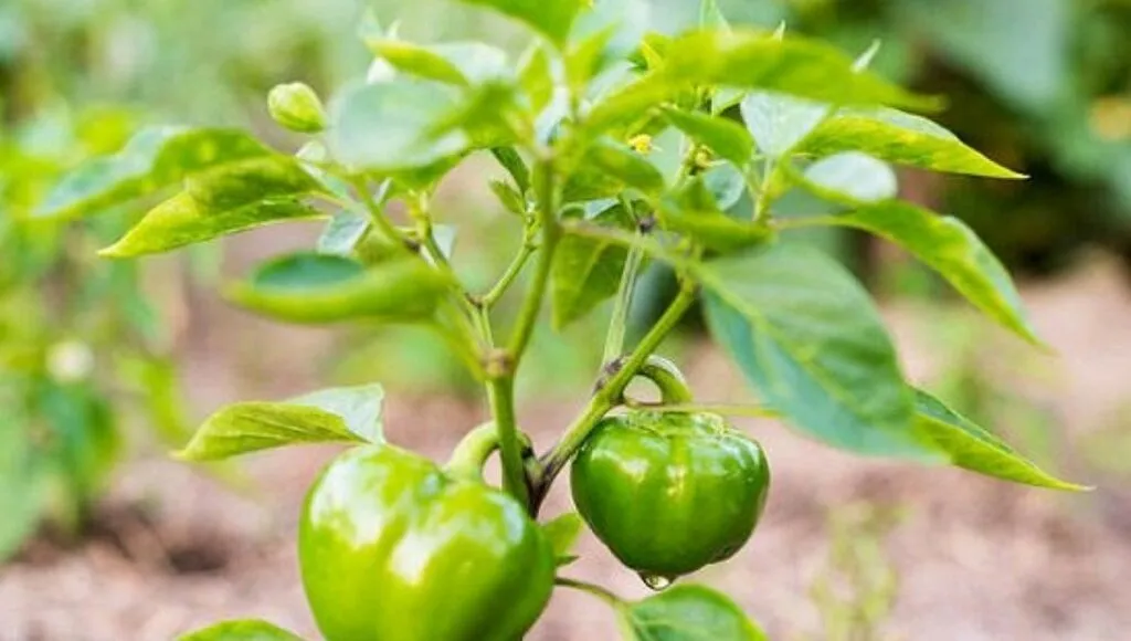 Easiest Vegetables To Grow In Pots