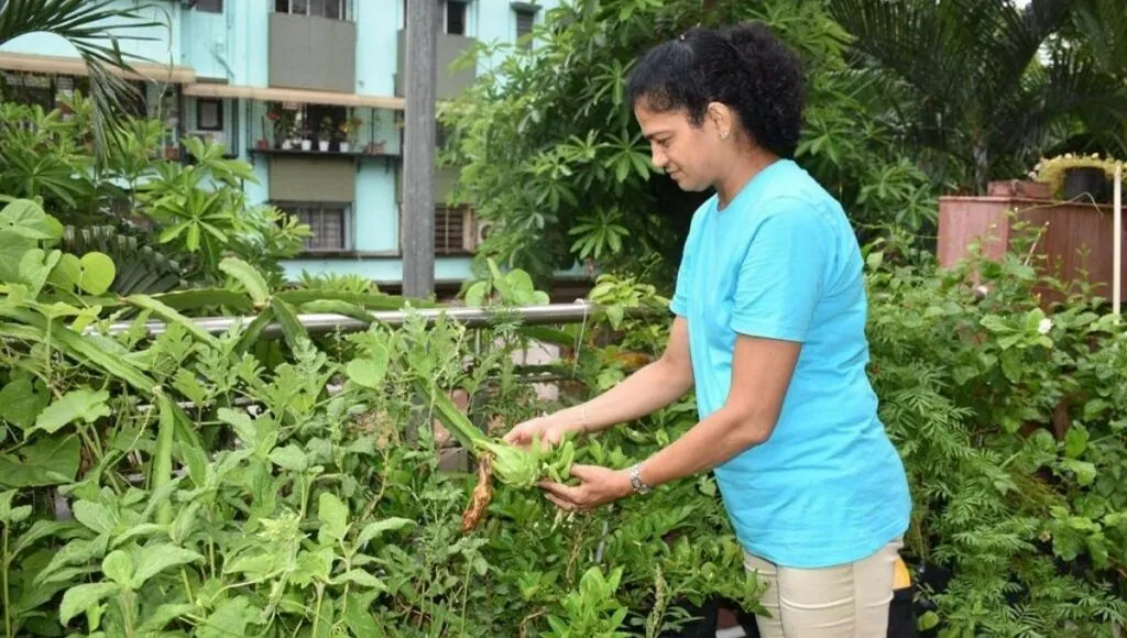 Tips For Terrace Gardening By Surat Gardner