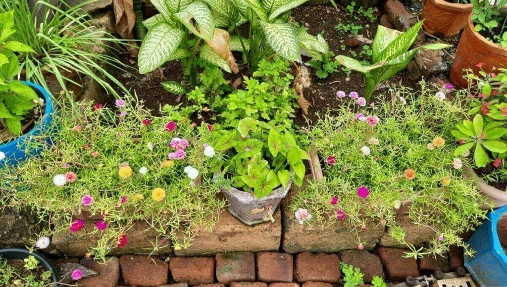 Home Gardening