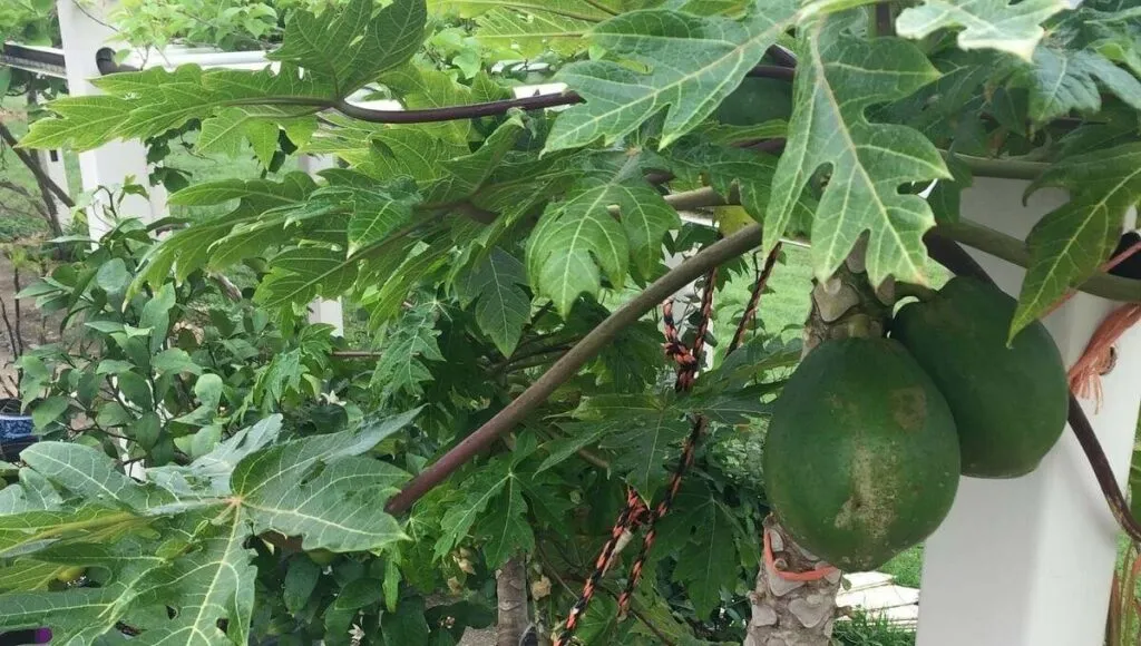 papaya farming