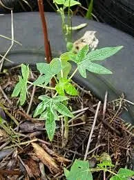 papaya cultivation