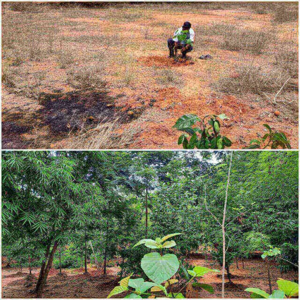 Tree Plantation Drive