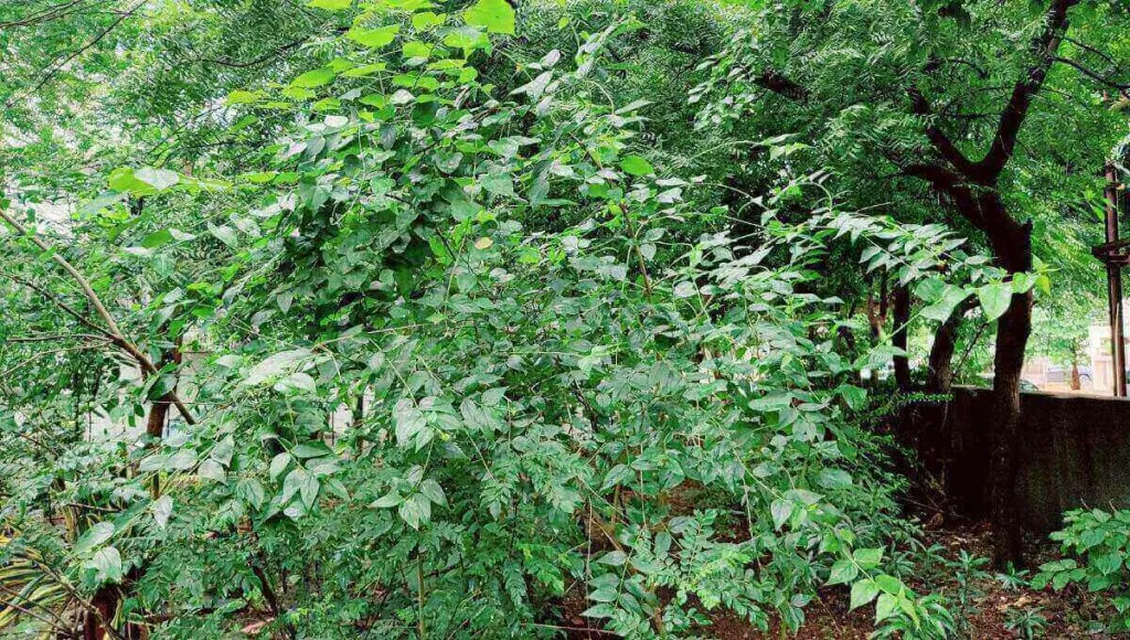 Herbal Garden In Home