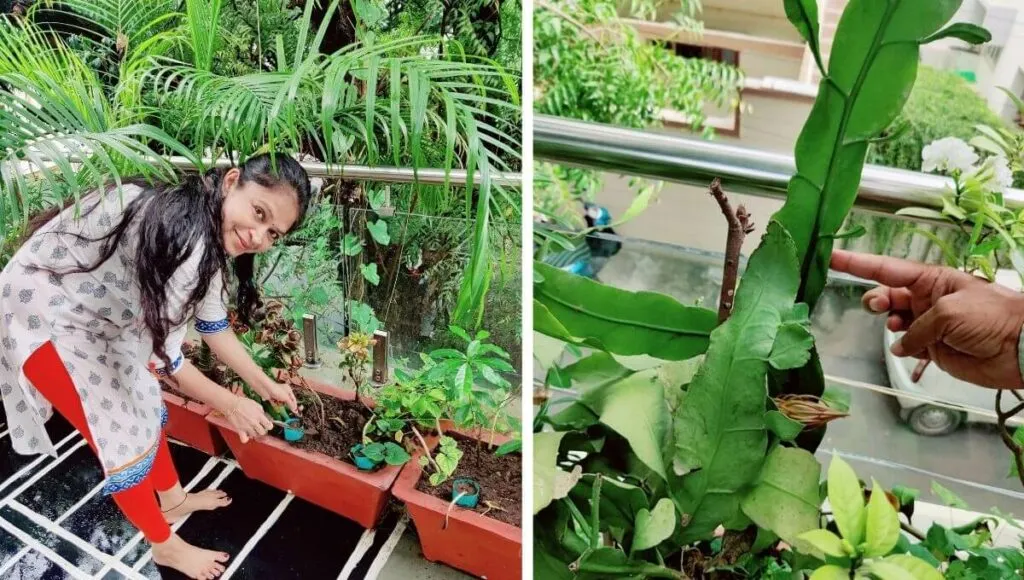 Organic Gardening