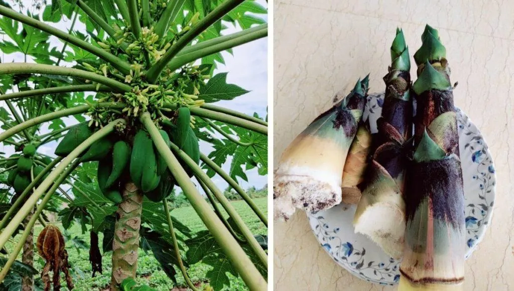 Grow Your Own Food