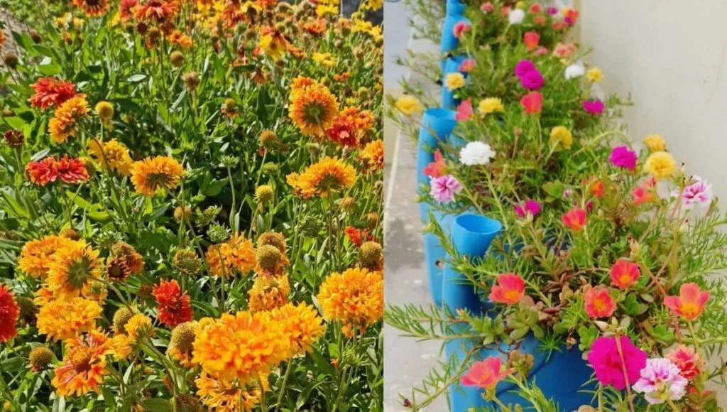Kitchen Garden In Primary School