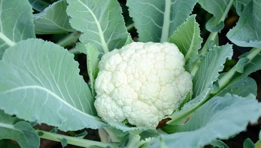 Growing Vegetables