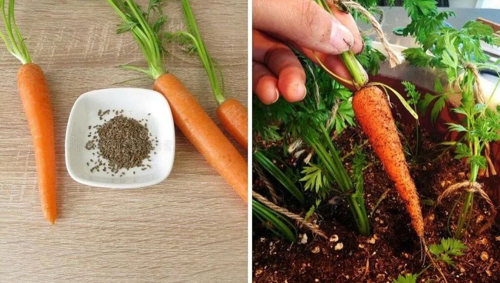 Vegetables from Seed