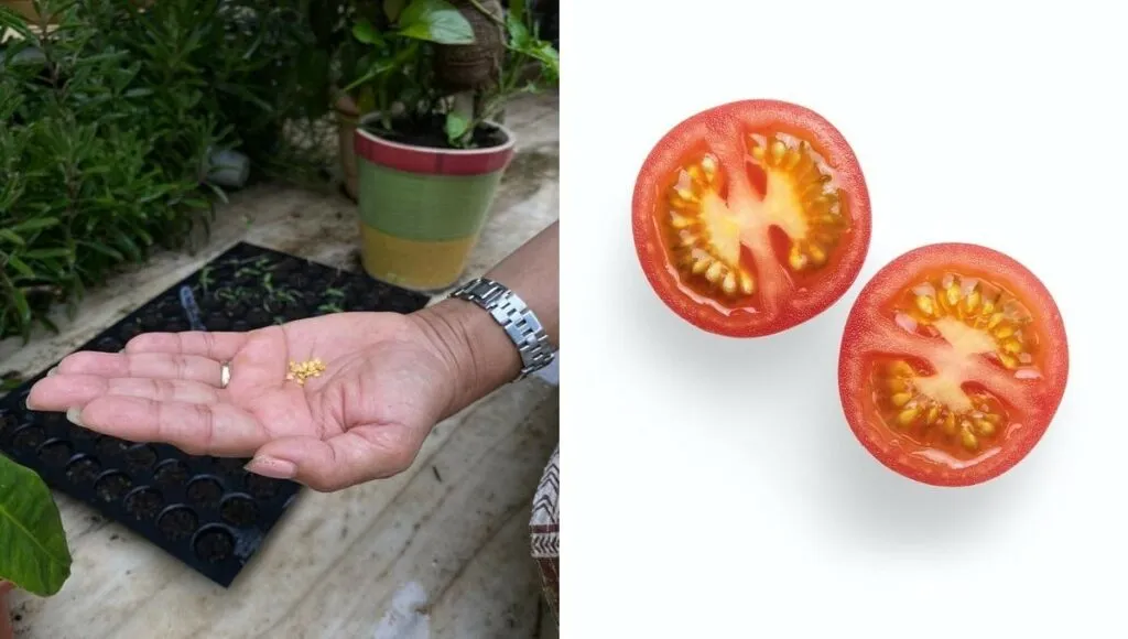 Vegetables from Seed