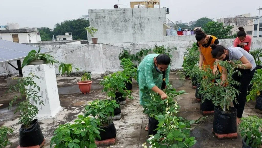 Tree Plantation In School,