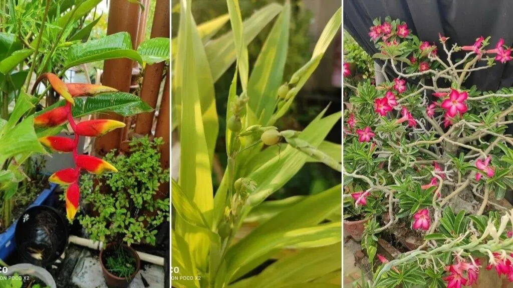 Varieties Of Flower And Fruit In Home