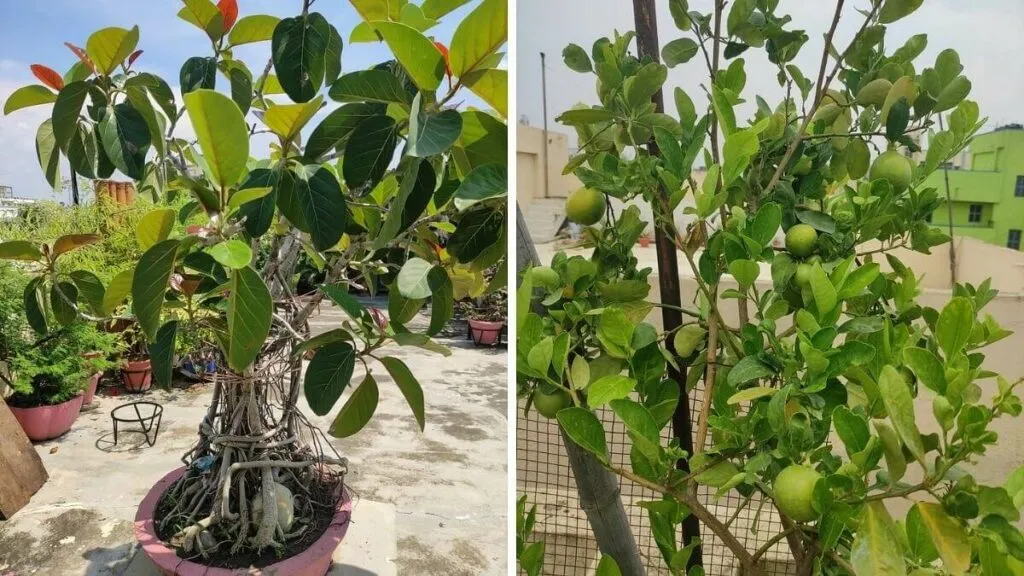  Gardening In Appartment Terrace
