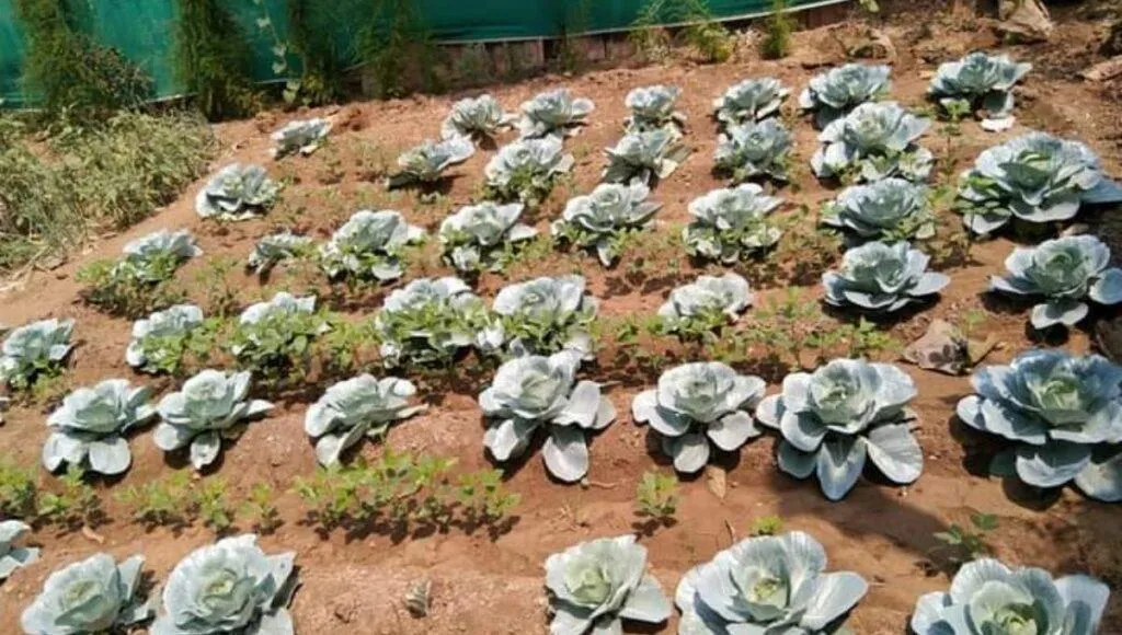 Grow Your Own Food Indoors