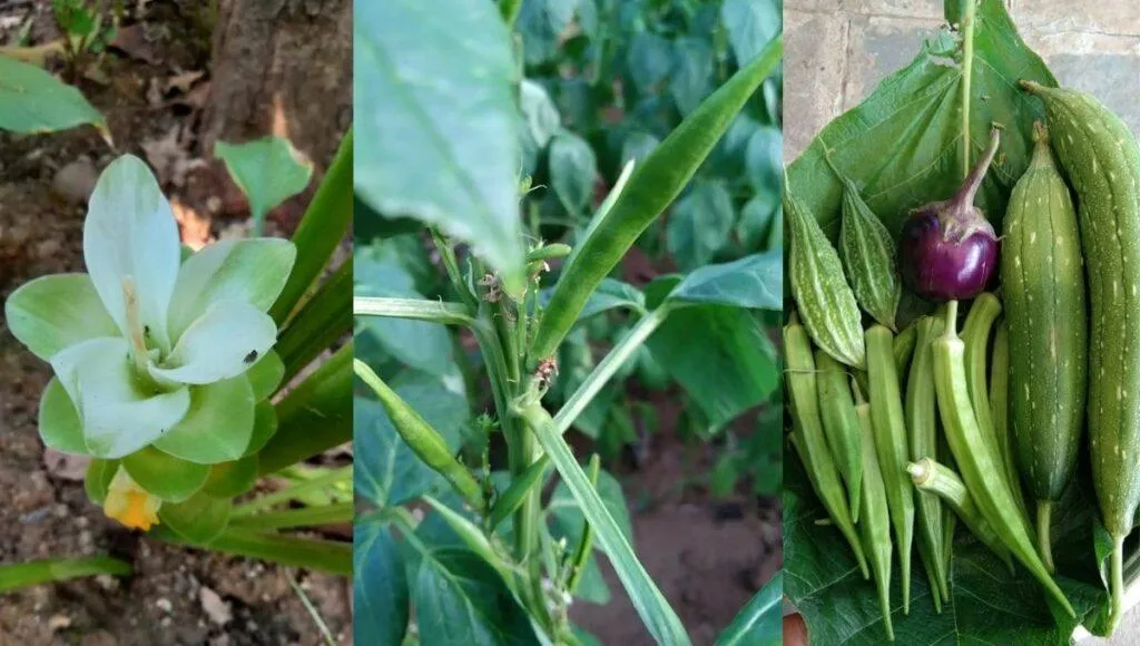 Grow Your Own Food Self Sufficiency