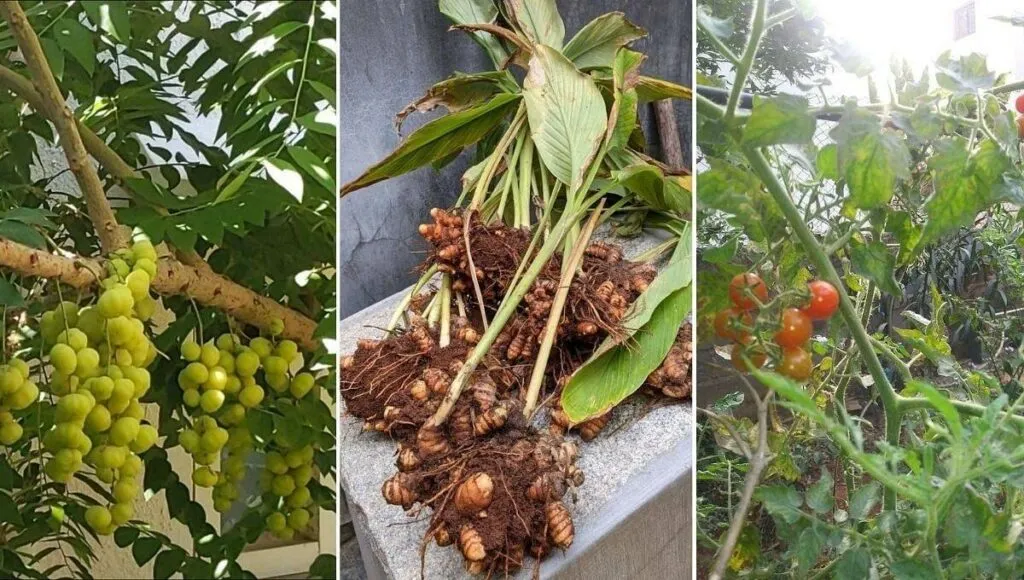 Eco Friendly Home Bengaluru