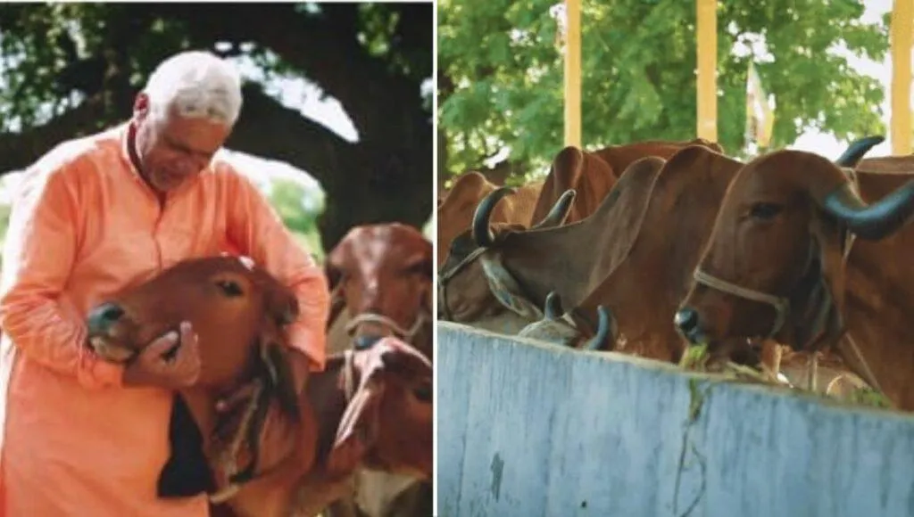 Dairy Farm Business