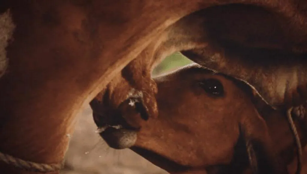 Dairy Faming In Gujarat