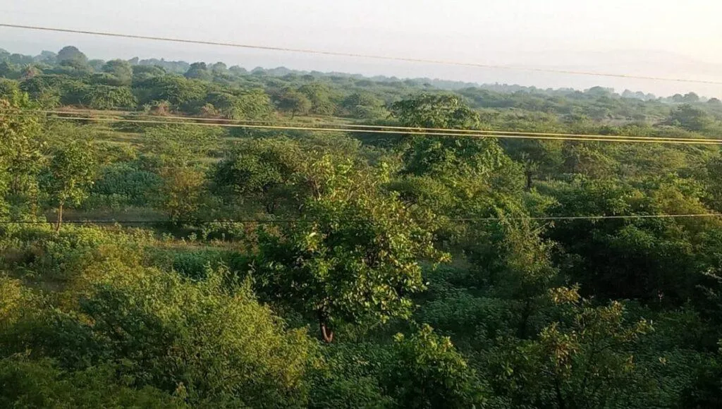 Tree Plantation