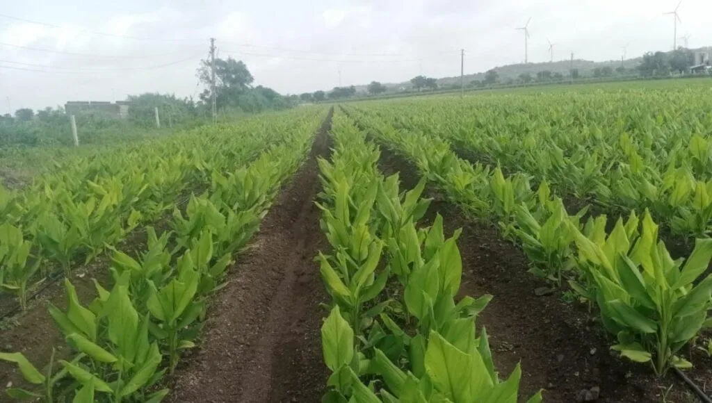 Organic Farming In India