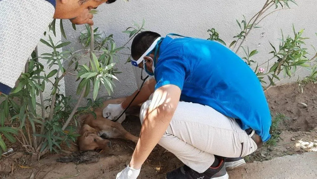 Free Veterinary Clinic
