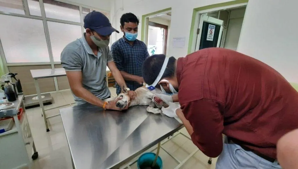 Free Veterinary Clinic