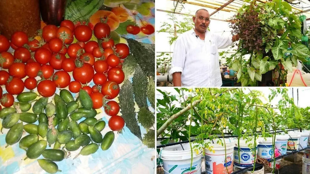 Growing Vegetables Without Soil