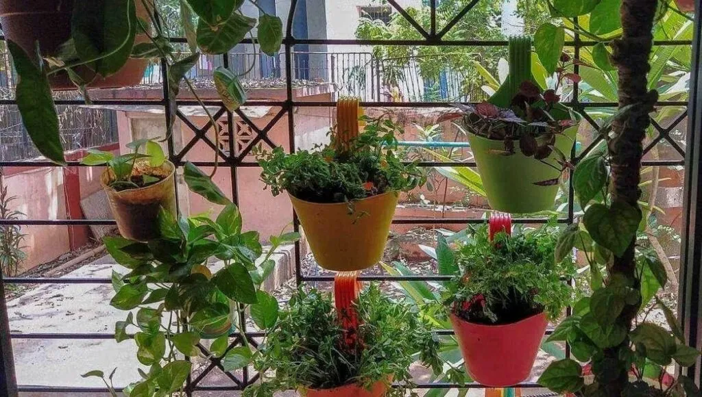 Cheap Vertical Garden
