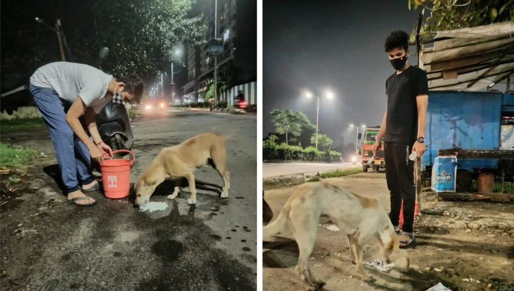  Feed Strays