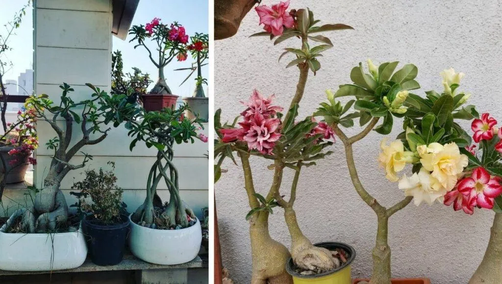 Adenium Garden Ideas
