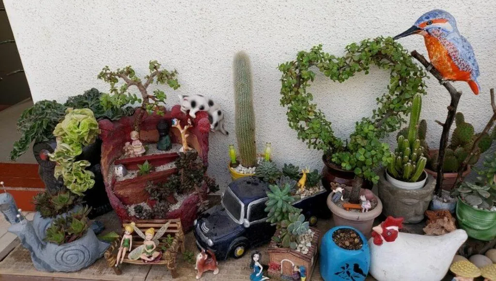 How To Take Care Adenium Plants