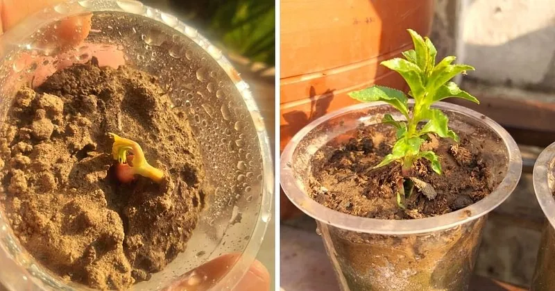How To Grow Almond Plants