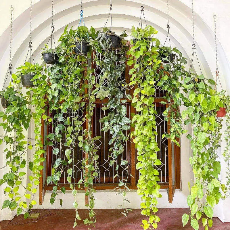 Lukhnow, Money Plant Benefits