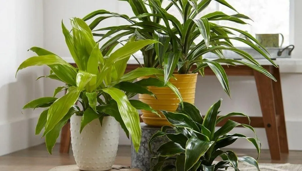 Dracaena plant Care