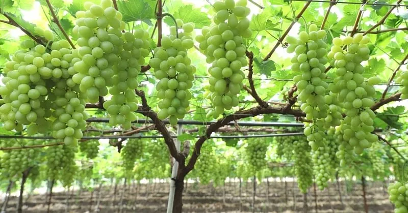Grapes Farming