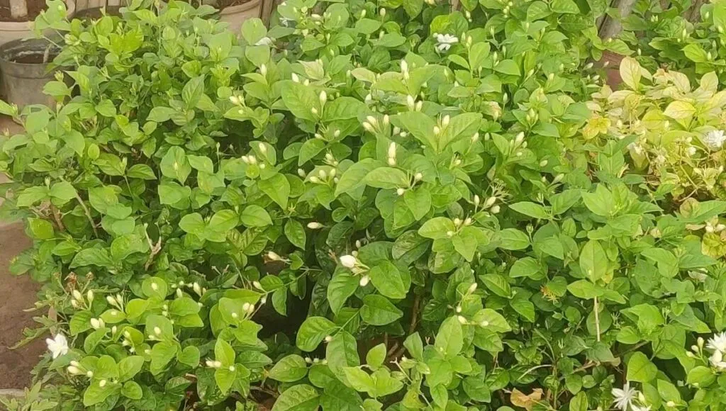 Mogra Plant At Home