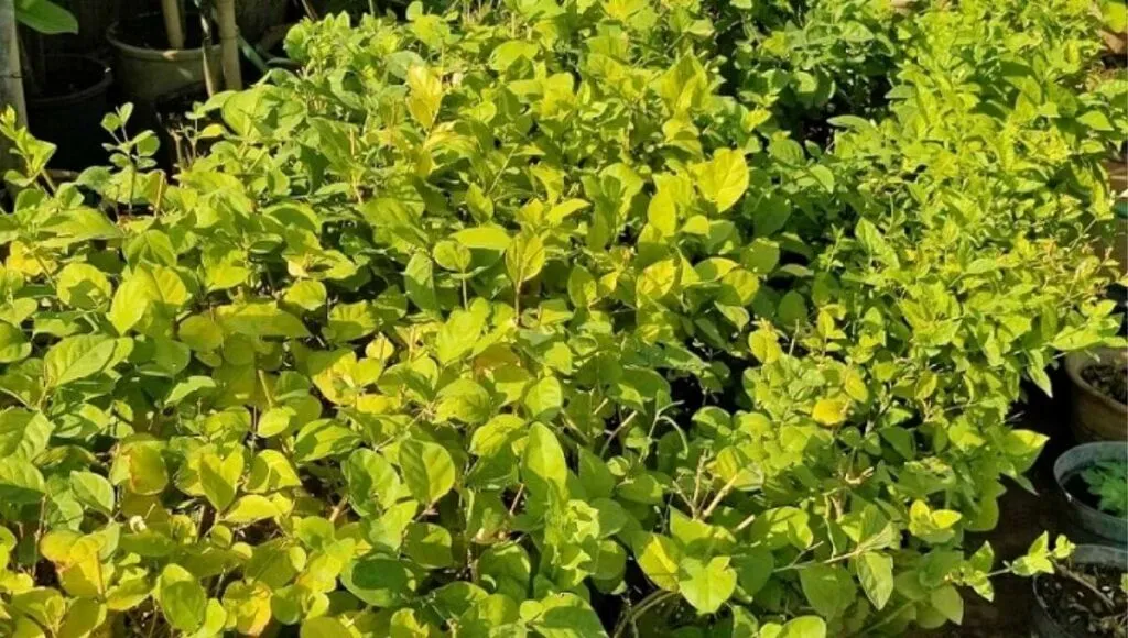 Mogra Plant At Home