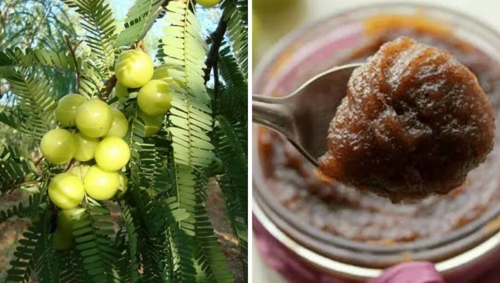 Homemade Chawanprash