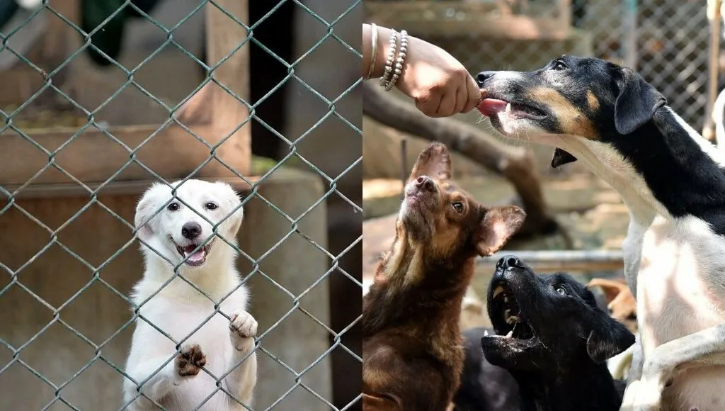 Hakhoo Animal Shelter Home