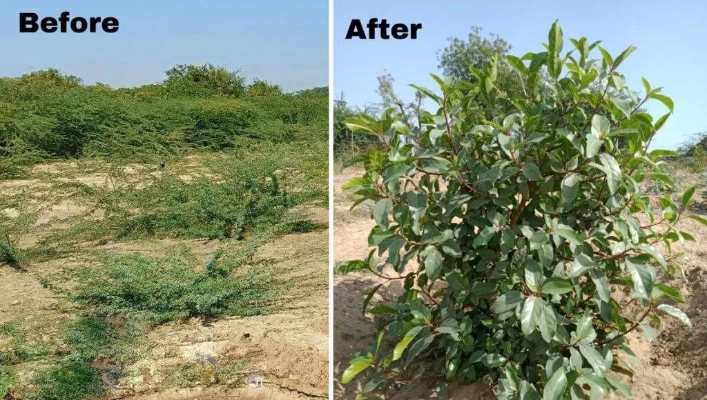 Plant More Trees To Save Environmnet