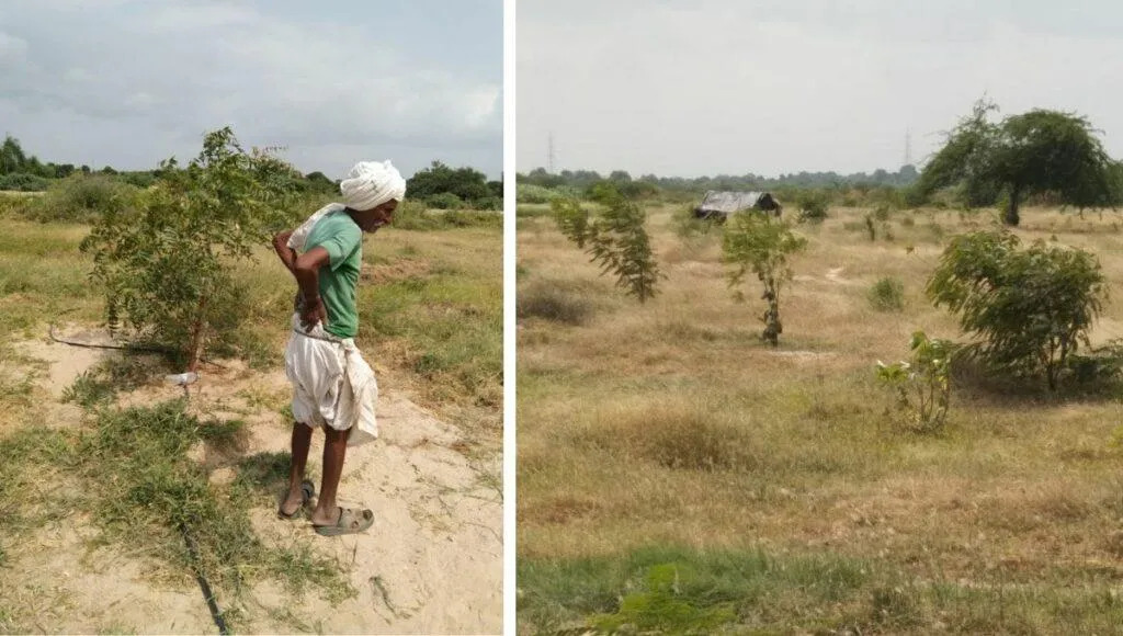 Man Made Forest In Gujarat