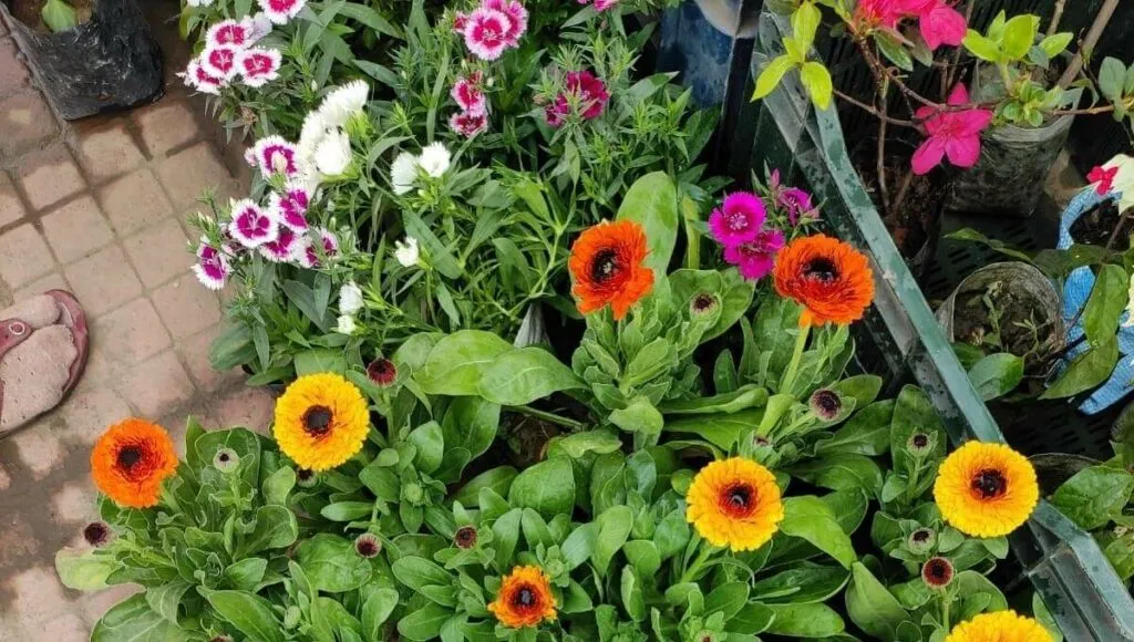 flowers To Grow In Winters