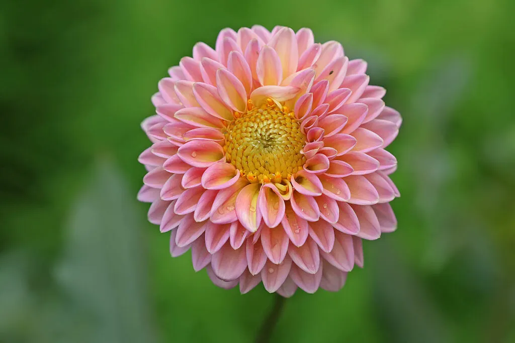 Winter Flowers