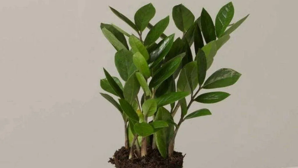 zz palm