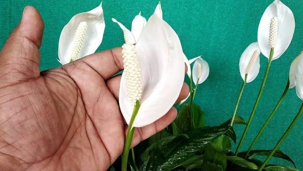 પીસ લિલી પ્લાન્ટ