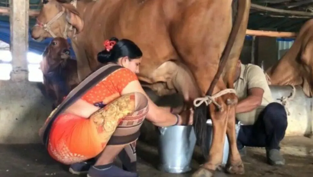 Jamanaben Dairy Farm