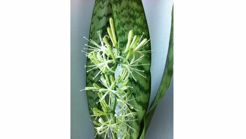 Grow Sansevieria In Water