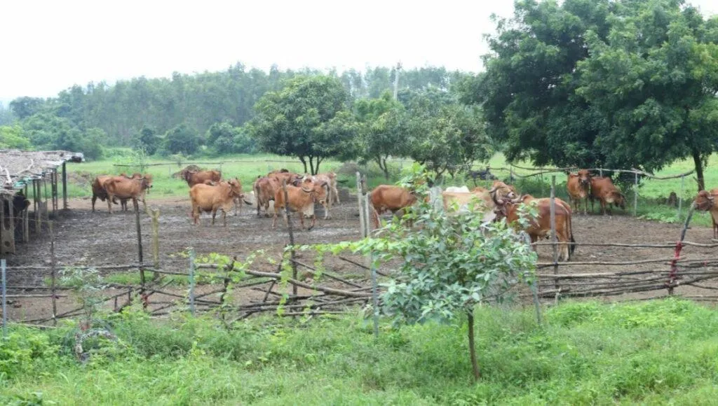 Goshala cum dairy farm